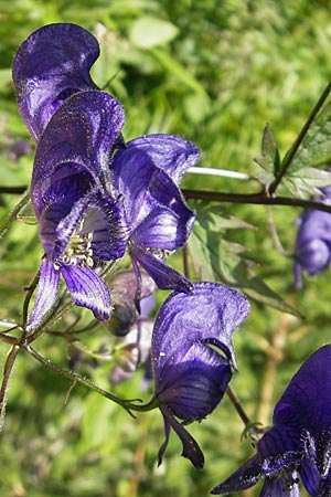 Aconitum variegatum \ Gescheckter Eisenhut, A Malta - Tal 19.7.2010