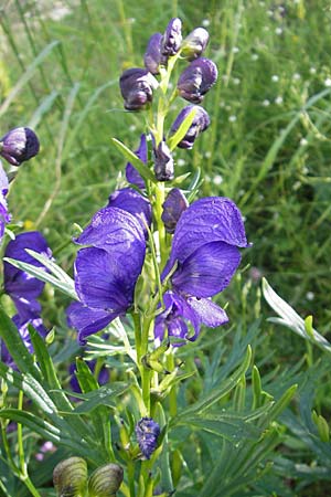 Aconitum tauricum \ Tauern-Eisenhut / Tauern Monk's-Hood, A Malta - Tal / Valley 19.7.2010