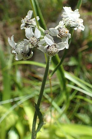 Achillea clavennae \ Bittere Schafgarbe, Weier Speik / Silvery Milfoil, A Kärnten/Carinthia, Petzen 8.8.2016