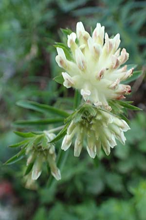 Anthyllis vulneraria subsp. carpatica \ Karpaten-Wundklee, A Steiermark, Pernegg-Mixnitz 4.7.2019