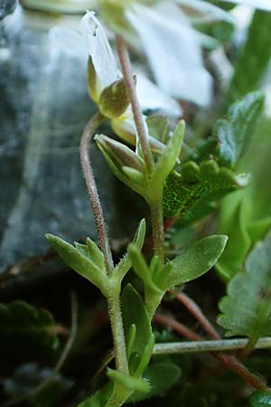 Arenaria ciliata \ Bewimpertes Sandkraut / Fringed Sandwort, Hairy Sandwort, A Nockberge, Eisentaler Höhe 10.7.2019