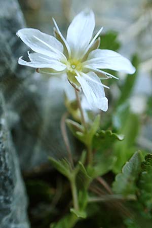 Arenaria ciliata \ Bewimpertes Sandkraut / Fringed Sandwort, Hairy Sandwort, A Nockberge, Eisentaler Höhe 10.7.2019