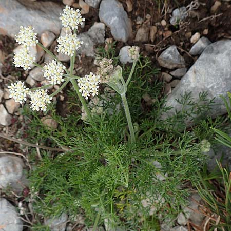 Athamanta cretensis \ Gewhnliche Augenwurz, Alpen-Augenwurz / Candy Carrot, A Rax 28.6.2020