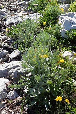 Achillea clavennae \ Bittere Schafgarbe, Weier Speik / Silvery Milfoil, A Traweng 8.7.2020