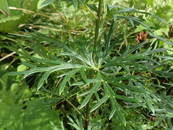 Aconitum napellus s.l. \ Blauer Eisenhut / Monk's-Hood, A Altaussee 9.7.2020