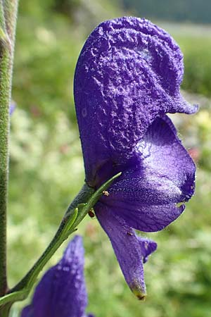 Aconitum napellus s.l. \ Blauer Eisenhut / Monk's-Hood, A Altaussee 9.7.2020