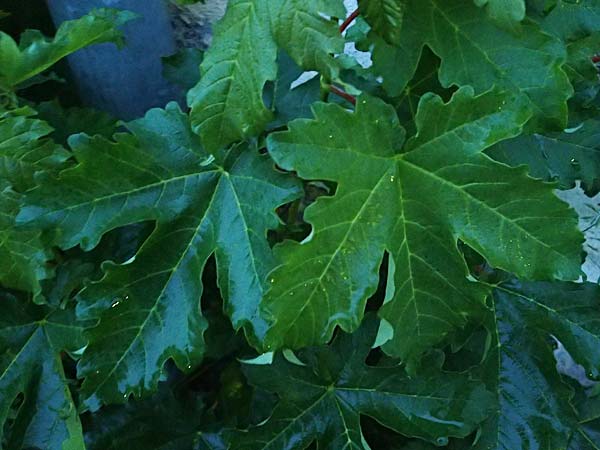 Acer pseudoplatanus \ Berg-Ahorn / Sycamore Maple, A Pölstal-Oberzeiring 25.6.2021