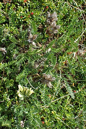 Oxytropis campestris \ Gewhnlicher Alpen-Spitzkiel, A Seetaler Alpen, Zirbitzkogel 28.6.2021