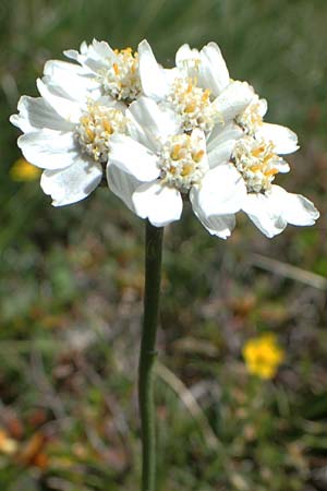 Achillea clavennae \ Bittere Schafgarbe, Weier Speik / Silvery Milfoil, A Pusterwald, Eiskar 29.6.2021