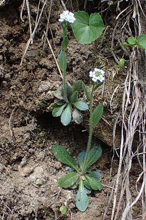 Arabis ciliata \ Doldige Gnsekresse, A Pusterwald, Eiskar 29.6.2021