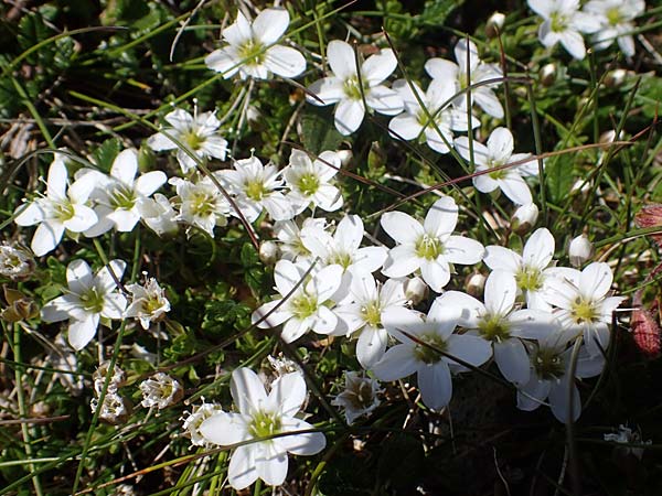 Arenaria ciliata \ Bewimpertes Sandkraut / Fringed Sandwort, Hairy Sandwort, A Wölzer Tauern, Kleiner Zinken 24.7.2021