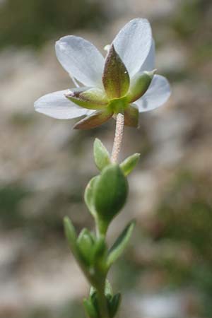 Arenaria ciliata \ Bewimpertes Sandkraut, A Wölzer Tauern, Kleiner Zinken 24.7.2021