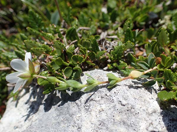Arenaria ciliata \ Bewimpertes Sandkraut, A Wölzer Tauern, Kleiner Zinken 24.7.2021