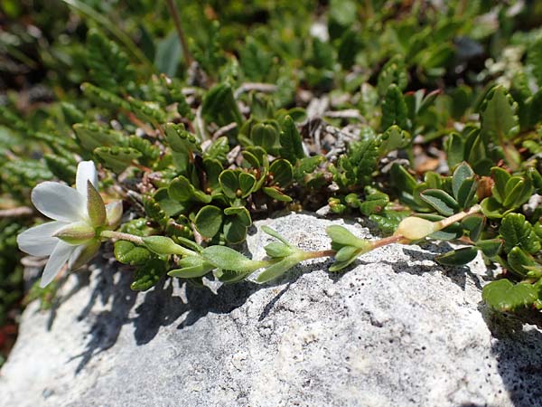 Arenaria ciliata \ Bewimpertes Sandkraut / Fringed Sandwort, Hairy Sandwort, A Wölzer Tauern, Kleiner Zinken 24.7.2021