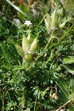 Oxytropis campestris \ Gewhnlicher Alpen-Spitzkiel, A Eisenerzer Reichenstein 28.7.2021