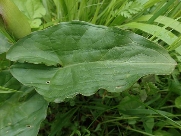 Arum cylindraceum \ Sdstlicher Aronstab / Alpine Arum, Danish Arum, A Perchtoldsdorf 7.5.2022