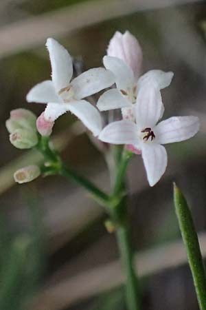 Asperula cynanchica \ Hgel-Meier, A Hainburg 25.9.2022