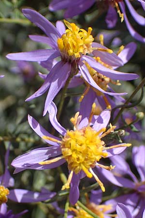 Galatella cana \ Graue Steppen-Aster, A Weiden am Neusiedler See 28.9.2022