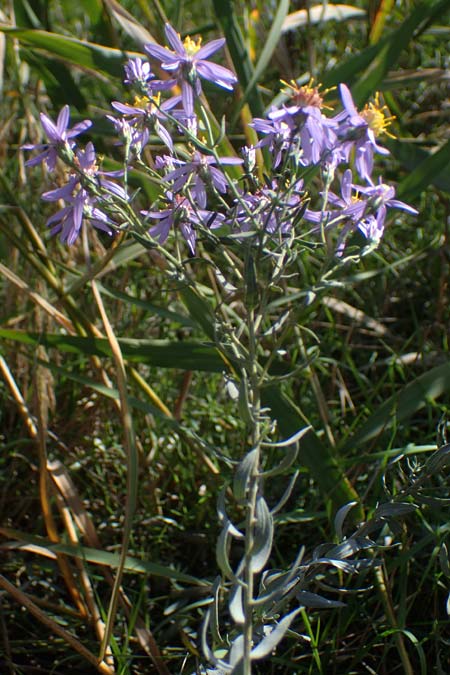 Galatella cana \ Graue Steppen-Aster, A Weiden am Neusiedler See 28.9.2022