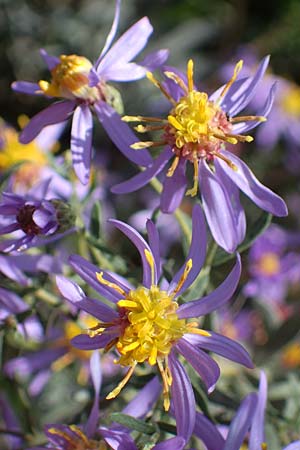Galatella cana \ Graue Steppen-Aster, A Weiden am Neusiedler See 28.9.2022
