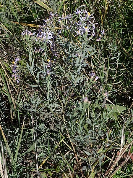 Galatella cana \ Graue Steppen-Aster, A Weiden am Neusiedler See 28.9.2022