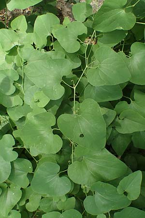 Aristolochia clematitis / Birthwort, A Weinviertel,  Goggendorf 10.7.2023