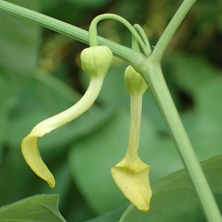 Aristolochia clematitis \ Echte Osterluzei, A Weinviertel,  Goggendorf 10.7.2023