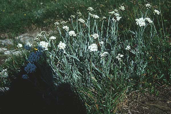 Achillea clavennae \ Bittere Schafgarbe, Weier Speik / Silvery Milfoil, A St. Wolfgang 9.7.1995