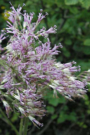 Adenostyles alpina \ Kahler Alpendost / Alpine Plantain, Hedge Garlic, A Turrach 22.7.2007