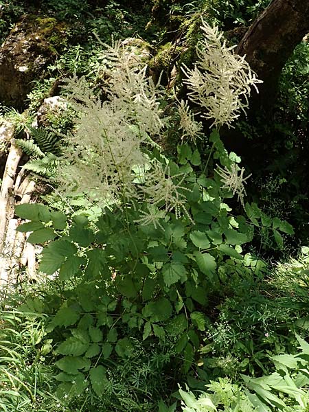 Aruncus dioicus \ Wald-Geibart, A Steiermark, Pernegg-Mixnitz 4.7.2019