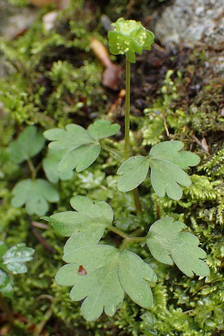 Adoxa moschatellina \ Moschuskraut / Moschatel, Town-Hall Clock, A Türnitz 6.5.2022