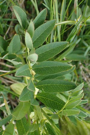 Astragalus frigidus \ Gletscher-Tragant / Pallid Milk-Vetch, A Wölzer Tauern, Kleiner Zinken 24.7.2021