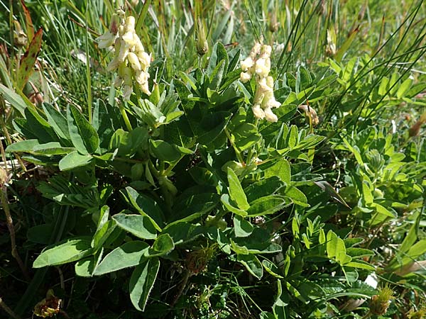 Astragalus frigidus \ Gletscher-Tragant / Pallid Milk-Vetch, A Wölzer Tauern, Hohenwart 29.7.2021