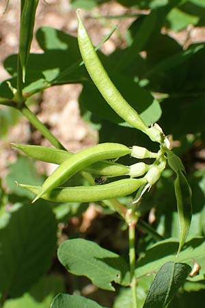 Astragalus glycyphyllos \ Brenschote / Wild Liquorice, A Steiermark, Pernegg-Mixnitz 4.7.2019