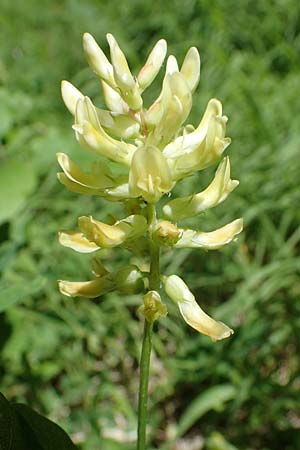 Astragalus glycyphyllos / Wild Liquorice, A Kraubath (Mur) 27.6.2021