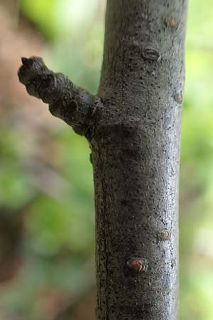 Alnus incana / Grey Alder, Speckled Alder, A Schneealpe 30.6.2020