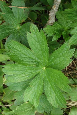 Astrantia major subsp. involucrata \ Krntner Sterndolde / Carinthian Masterwort, A Schneealpe 30.6.2020