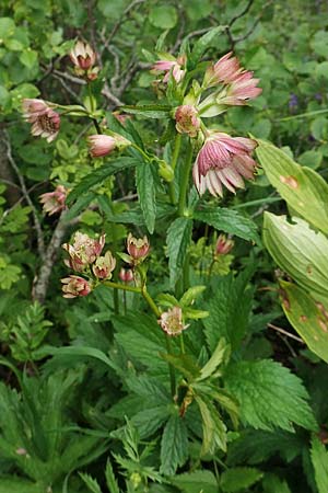 Astrantia major subsp. involucrata \ Krntner Sterndolde / Carinthian Masterwort, A Schneealpe 30.6.2020