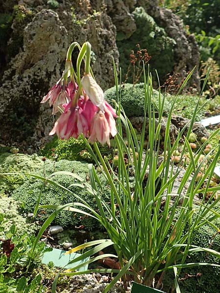 Allium insubricum \ Sdalpen-Lauch / Lombardy Garlic, Piedmont Garlic, A Bad Aussee Botan. Gar. 6.7.2020