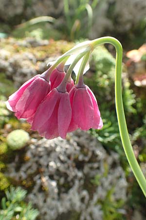 Allium insubricum \ Sdalpen-Lauch / Lombardy Garlic, Piedmont Garlic, A Bad Aussee Botan. Gar. 6.7.2020