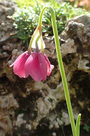 Allium insubricum / Lombardy Garlic, Piedmont Garlic, A Bad Aussee Botan. Gar. 6.7.2020