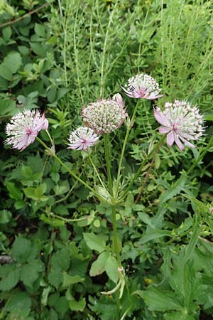 Astrantia major subsp. involucrata \ Krntner Sterndolde / Carinthian Masterwort, A Kärnten/Carinthia, St. Paul im Lavanttal 6.7.2023