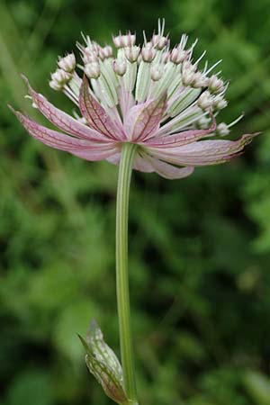 Astrantia major subsp. involucrata \ Krntner Sterndolde / Carinthian Masterwort, A Kärnten/Carinthia, St. Paul im Lavanttal 6.7.2023