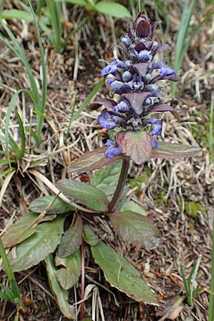 Ajuga reptans \ Kriechender Gnsel / Bugle, A Kärnten/Carinthia, Trögerner Klamm 18.5.2016