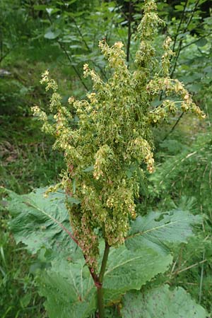 Rumex alpinus \ Alpen-Ampfer / Alpine Dock, Monk's Rhubarb, A Kärnten/Carinthia, Koralpe 4.7.2023