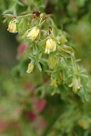 Rumex alpinus \ Alpen-Ampfer / Alpine Dock, Monk's Rhubarb, A Kärnten/Carinthia, Koralpe 4.7.2023