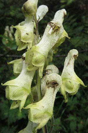 Aconitum lycoctonum subsp. neapolitanum \ Hahnenfublttriger Eisenhut, A Kärnten, Petzen 21.7.2007