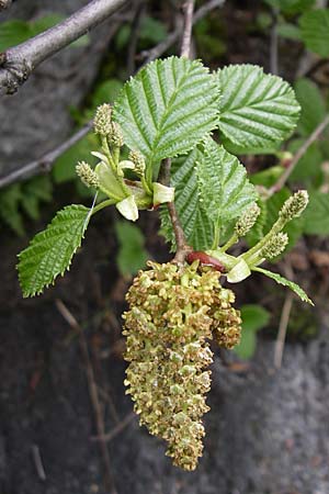 Alnus alnobetula \ Grn-Erle / Green Alder, A Malta - Tal / Valley 7.6.2008