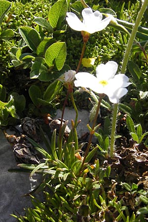 Androsace lactea \ Milchweier Mannsschild / Milkwhite Rock Jasmine, A Trenchtling 3.7.2010