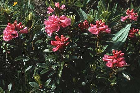 Rhododendron ferrugineum \ Rostblttrige Alpenrose, A Widderstein 12.7.1987